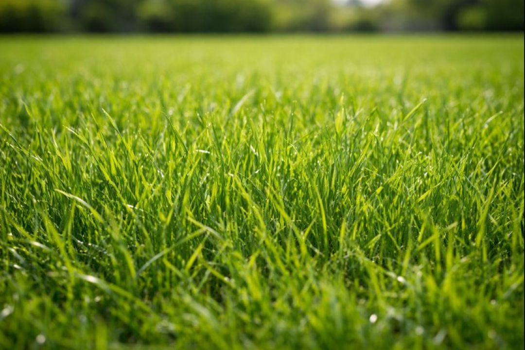 How to Choose the Right Grass for Different Climates