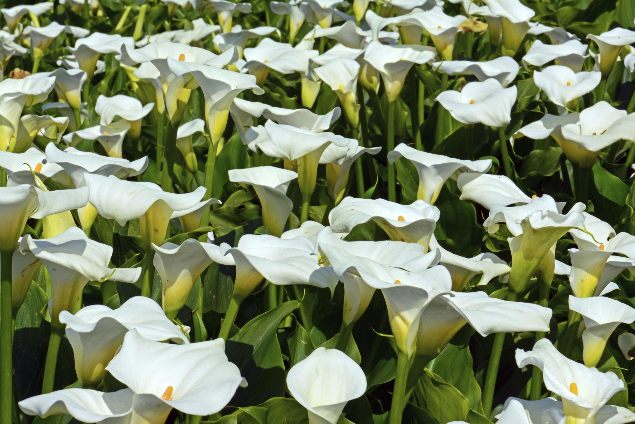 Beginner’s Guide to Growing Arum Lily Bulbs at Home