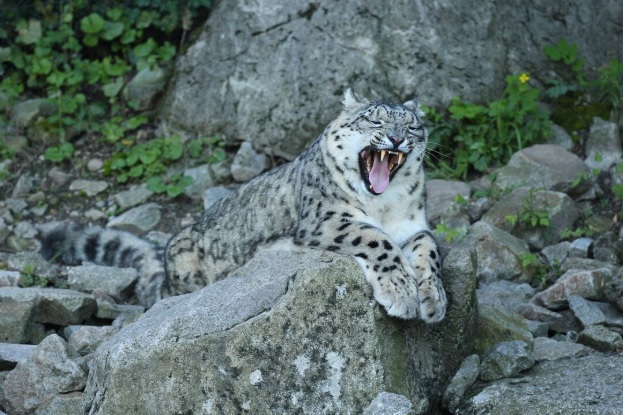 Leh Ladakh Trekking for First Timers: How to Pick Your Perfect Trail