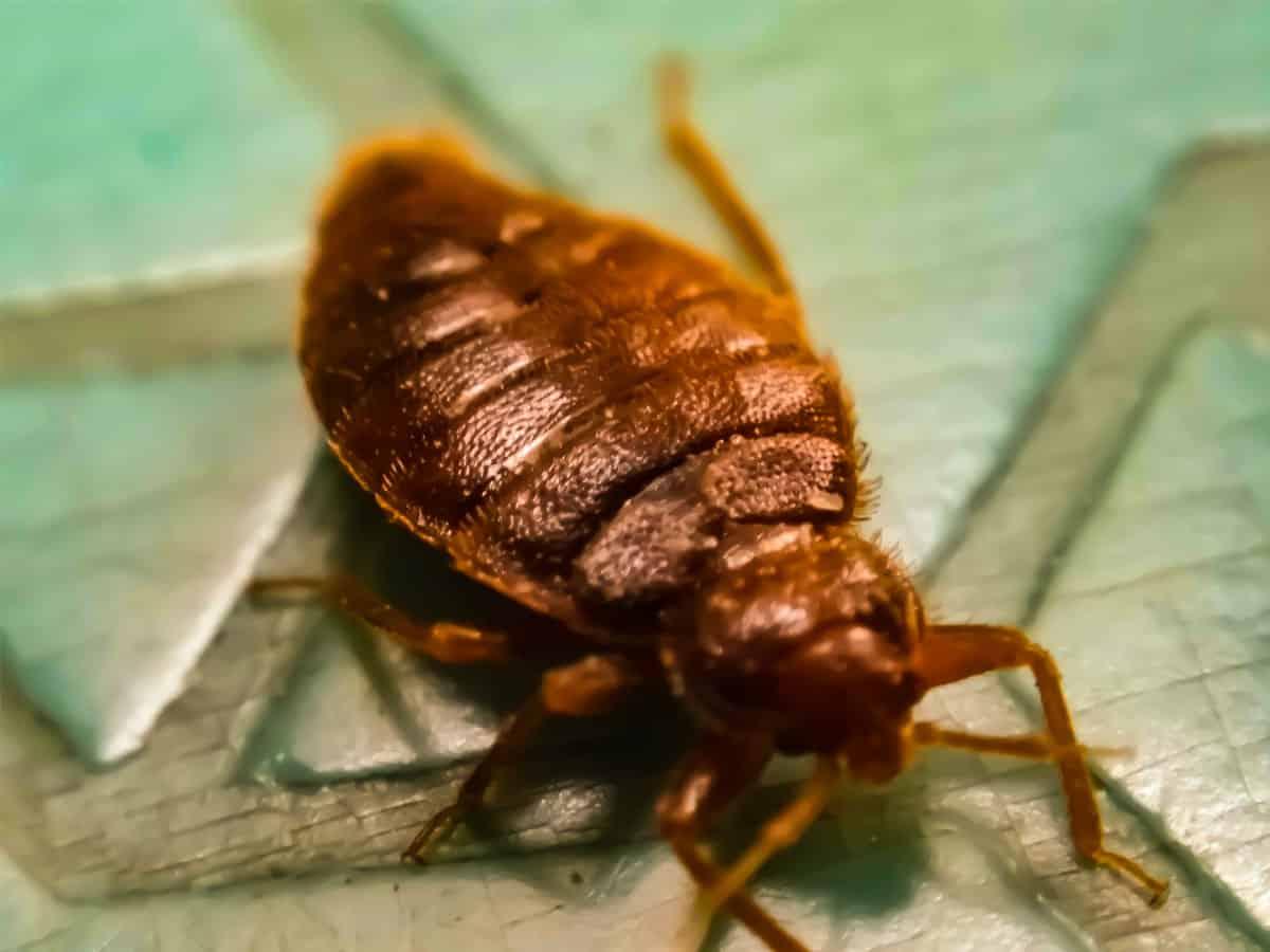 Expert Bed Bug Treatment in Calgary