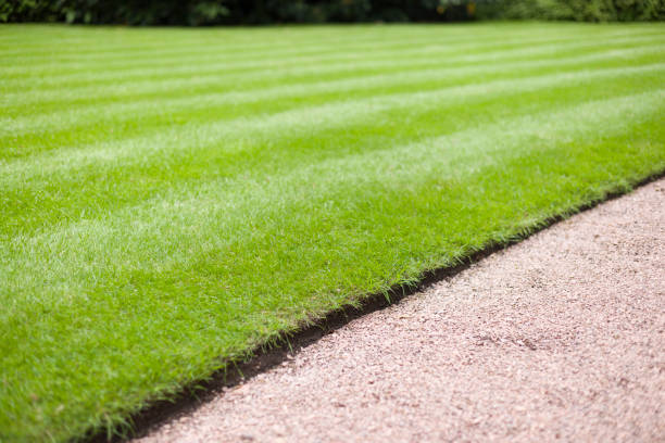 How Often Should You Edge Your Lawn? Simple Timing and Care Tips