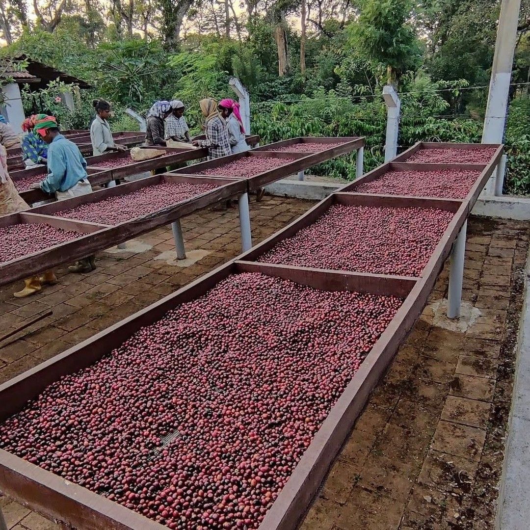 Coffee Beans Supplier in Dubai Finding Quality Coffee for Your Business